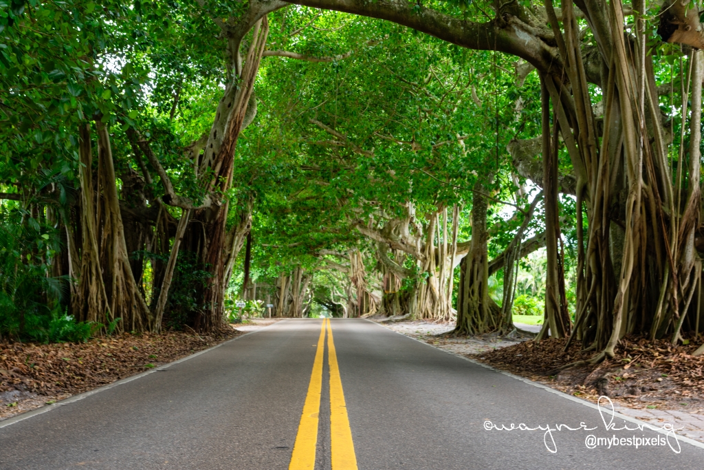 St. Lucie Blvd Banyan Tree Tunnel - Wayne King Photography